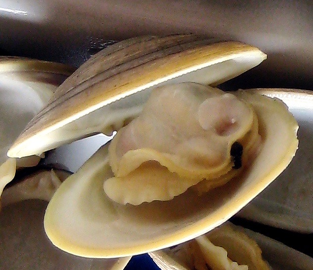 Would this clam bite?